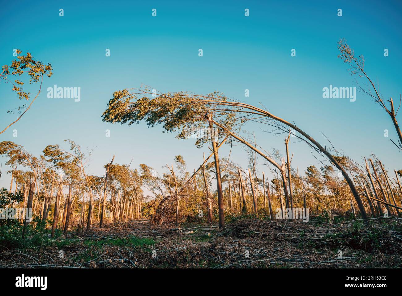 Dommages environnementaux, paysage forestier caduque dévasté après une violente tempête supercellulaire estivale avec vent fort, focalisation sélective Banque D'Images