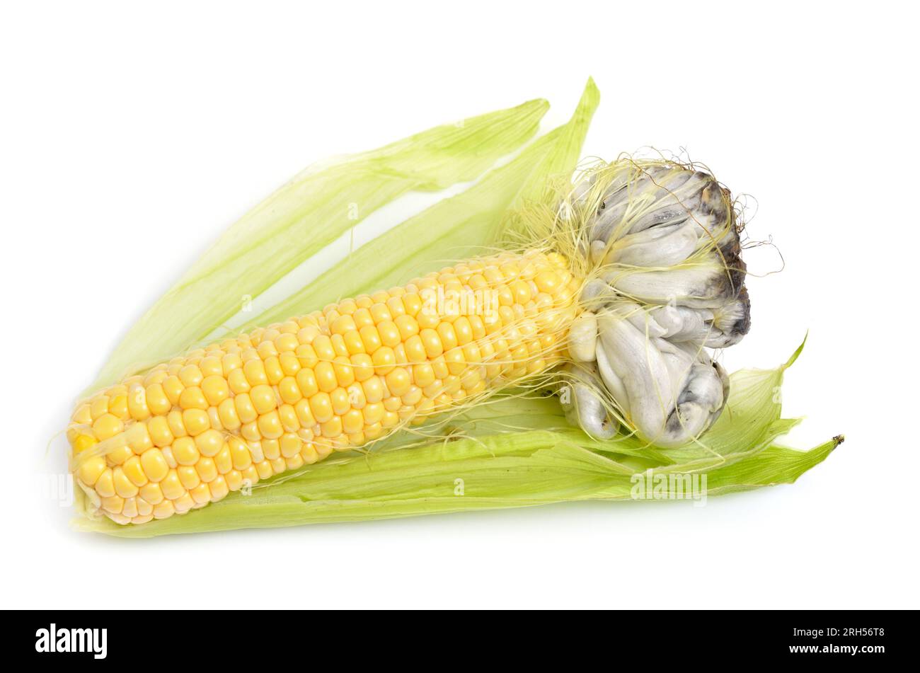 Le charbon de maïs est une maladie des plantes causée par le champignon pathogène Ustilago maydis. Isolé sur fond blanc. Banque D'Images