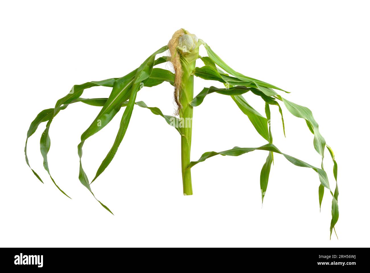 Le charbon de maïs est une maladie des plantes causée par le champignon pathogène Ustilago maydis. Isolé sur fond blanc. Banque D'Images