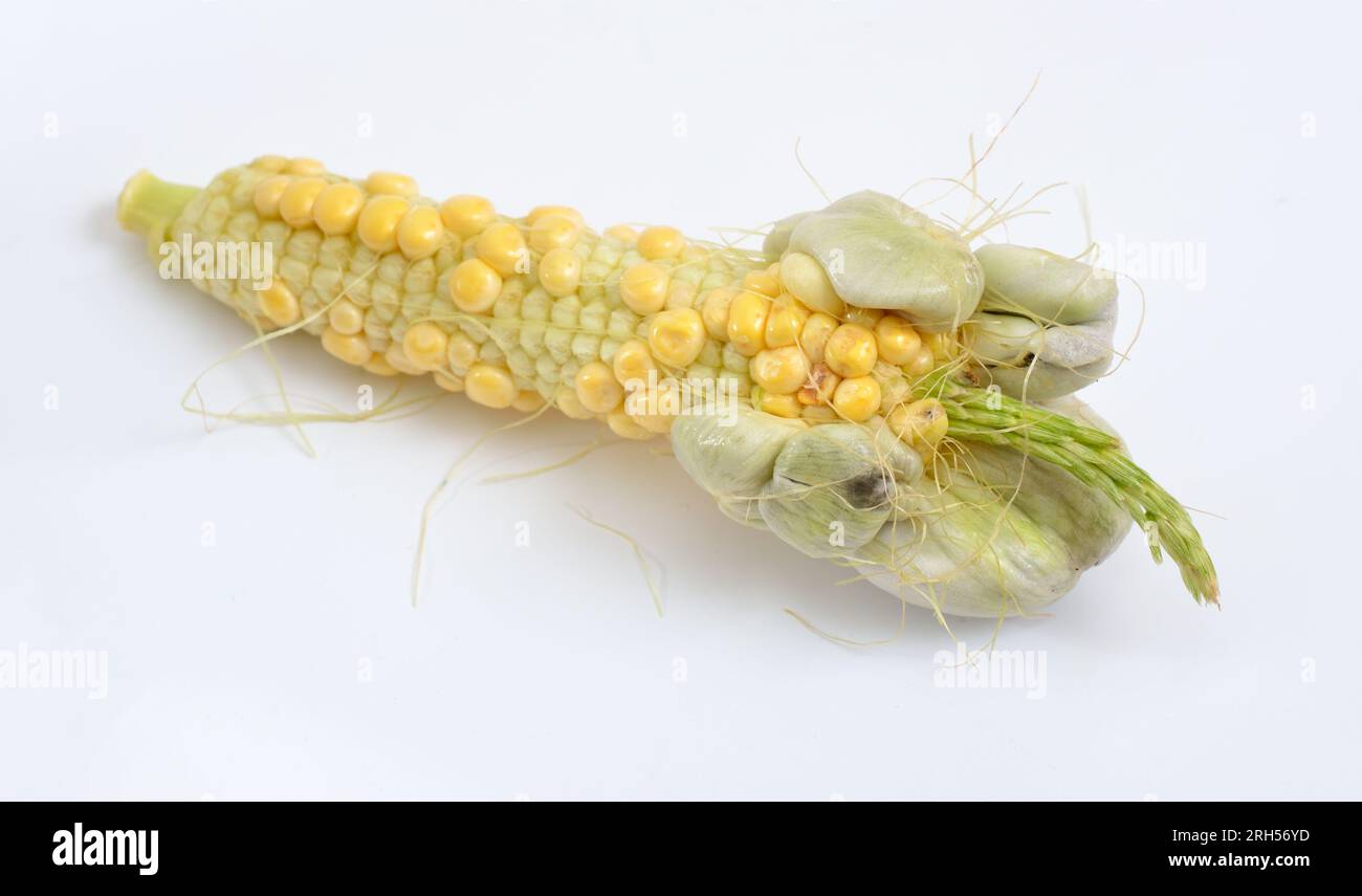 Le charbon de maïs est une maladie des plantes causée par le champignon pathogène Ustilago maydis. Isolé sur fond blanc. Banque D'Images