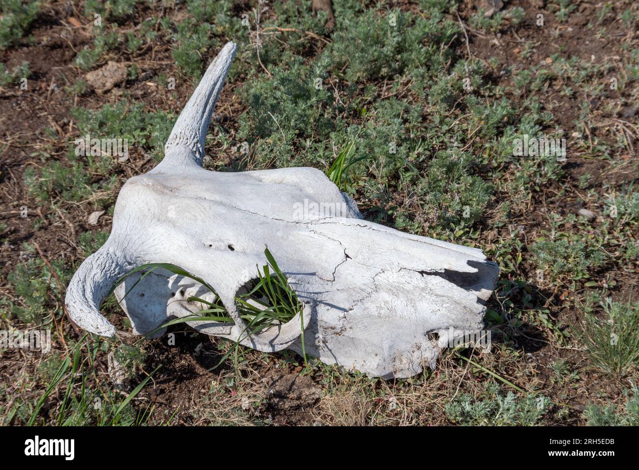 Crâne d'animal blanc séché avec des cornes et des orbites vides dans l'herbe. crâne de vache couché sur le sol contre l'herbe. Texture osseuse. Mort de A. Banque D'Images