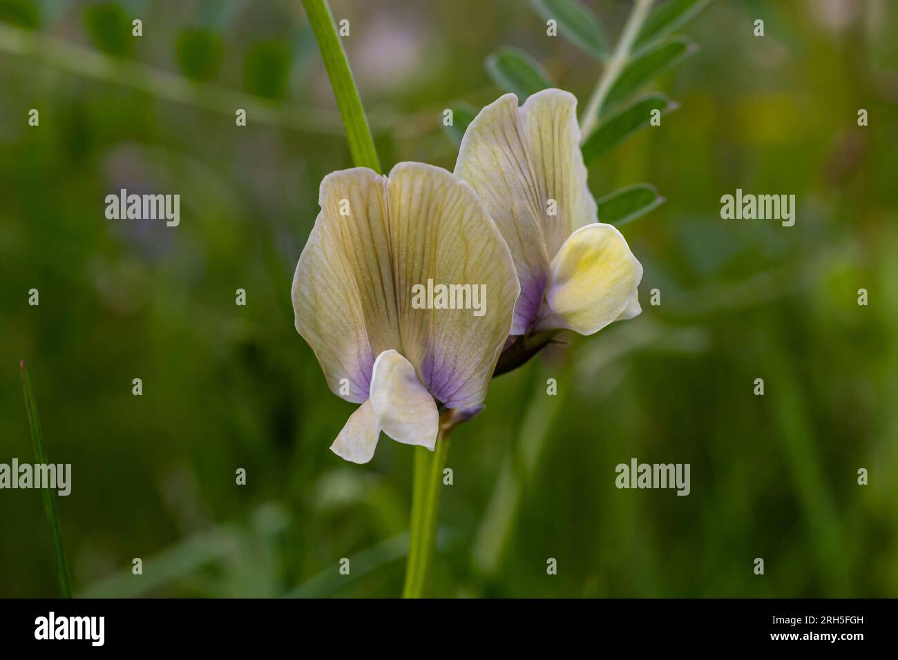 Vicia lutea - Etch jaune lisse. Fleurs sauvages printanières par une journée ensoleillée dans la prairie. Banque D'Images