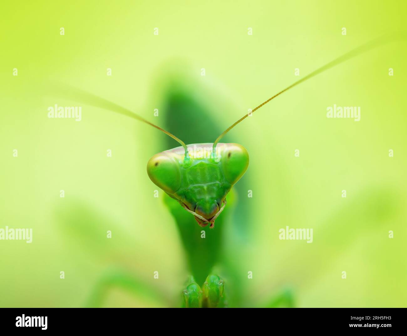 Prière Mantis Rainforest ou Mantis européens sur un fond de nature de feuille verte. Banque D'Images