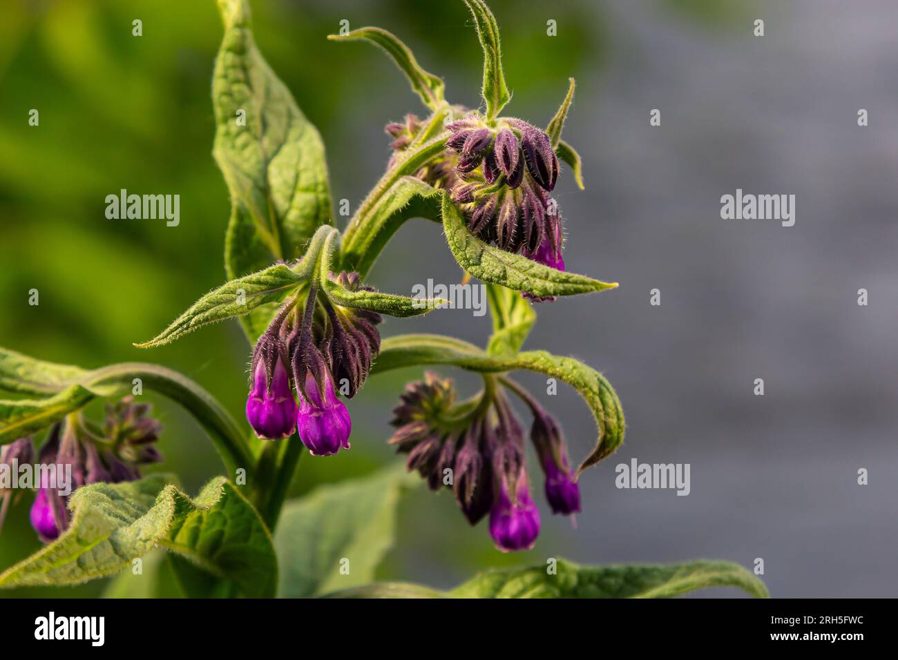 Dans la prairie, parmi les herbes sauvages, la comfréy Symphytum officinale fleurit. Banque D'Images