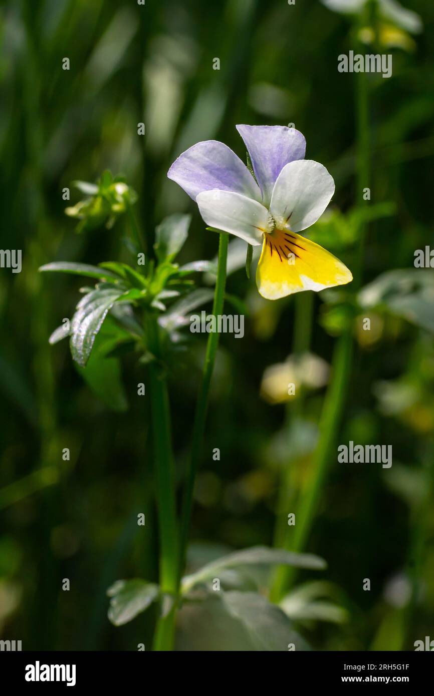 Viola arvensis sauvage, abloom à fleurs de champ Pansy. Belle plante sauvage à fleurs utilisée en médecine alternative à base de plantes. Photographie de la nature en extérieur. Banque D'Images