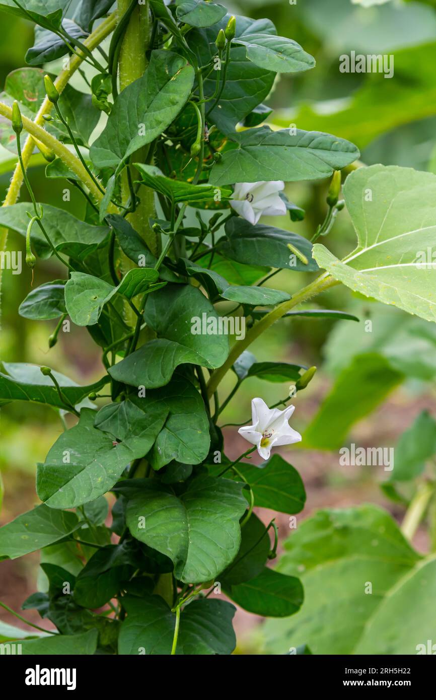 Amande de champ ou Convolvulus arvensis amande européenne rampant Jenny possession plante herbacée vivace herbacée de vigne avec des fleurs blanches ouvertes et fermées Banque D'Images
