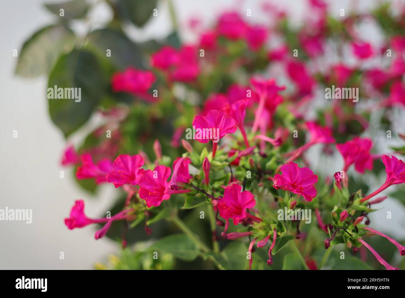 Mirabilis jalapa fleur dans le jardin Banque D'Images