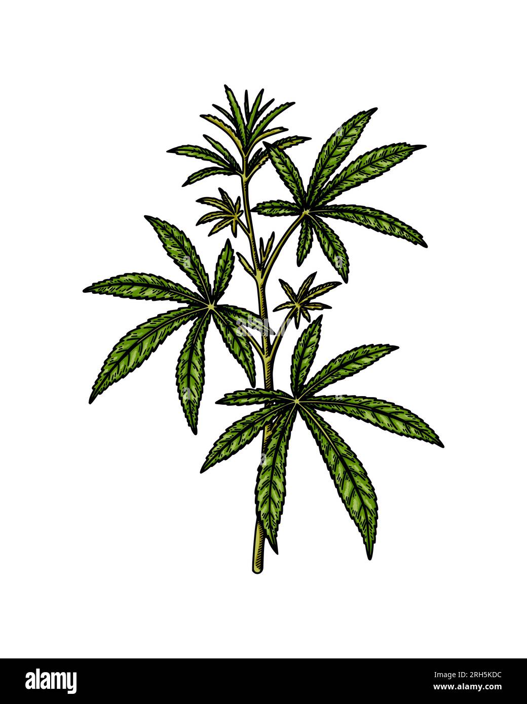 Croquis de branche de cannabis. Dessin botanique de marijuana. Illustration vectorielle réaliste dessinée à la main Illustration de Vecteur