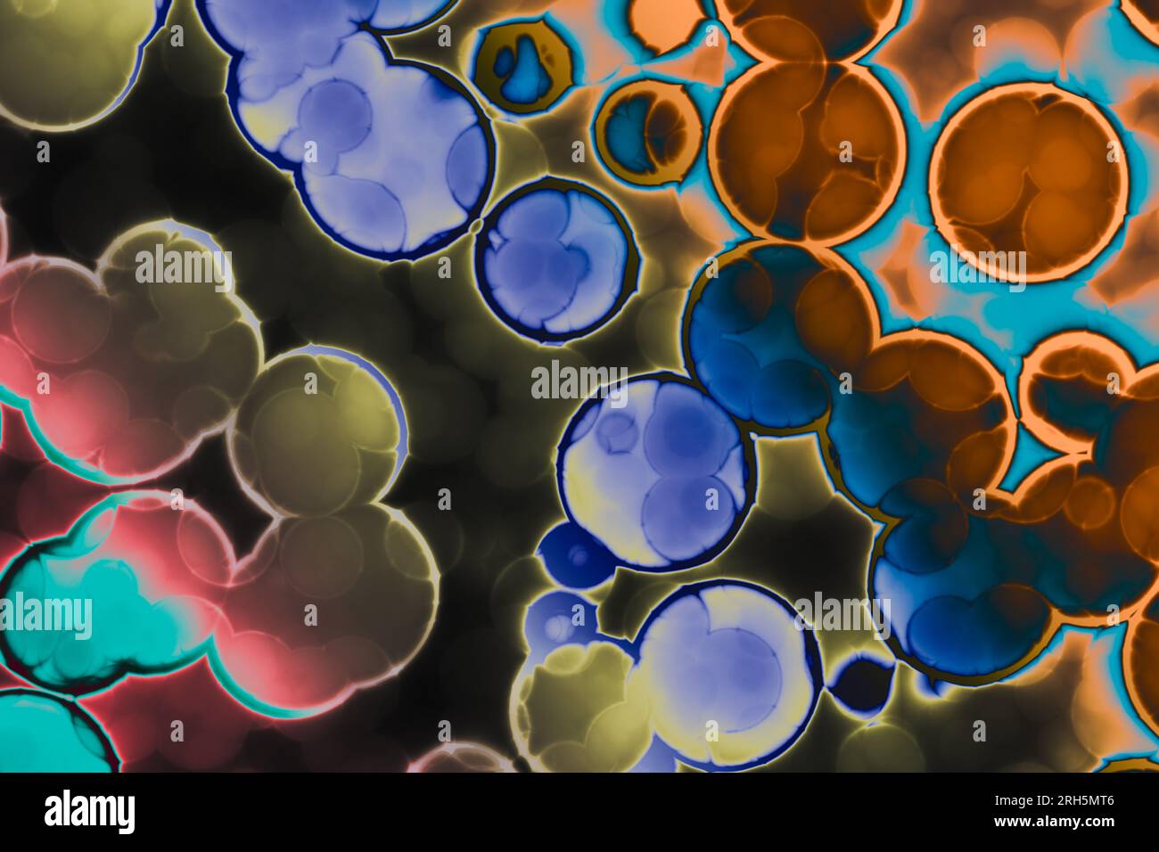 Forme de cellule bactérienne : cocci, bacilles, bactéries spirilla Banque D'Images