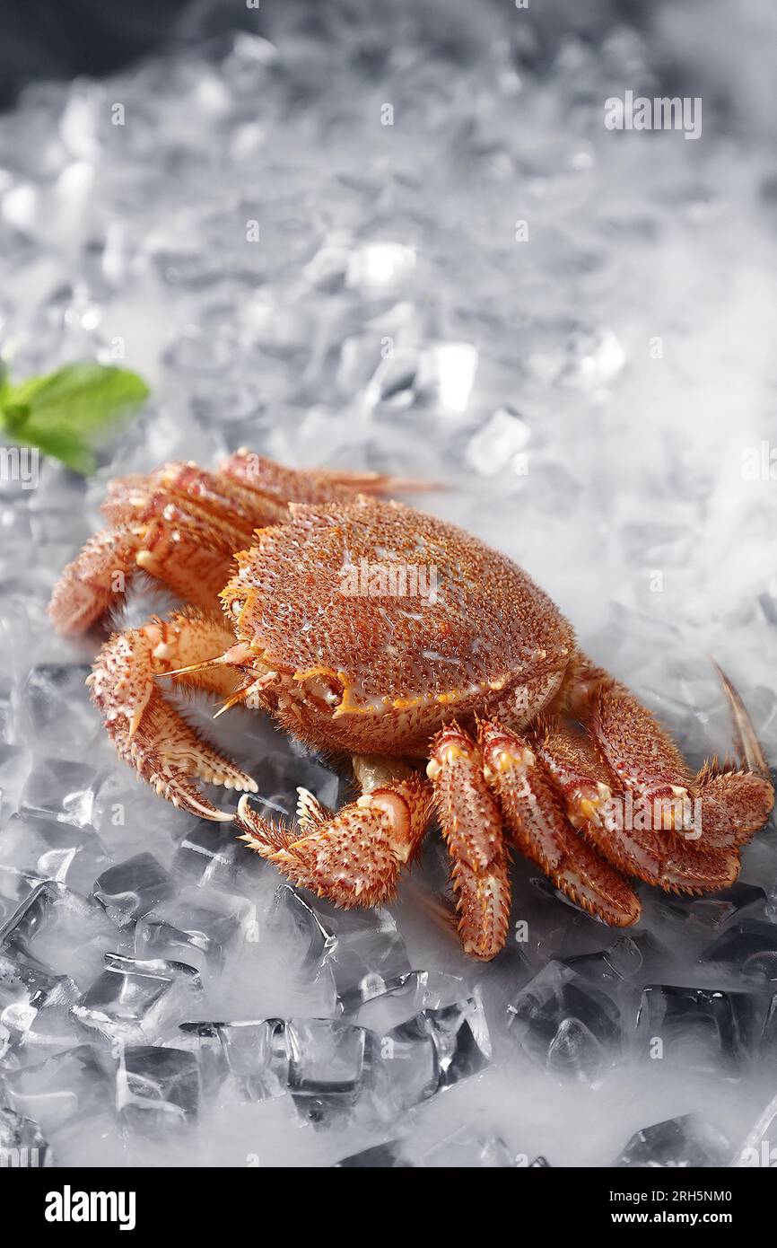 Crabe Hokkaido en cheveu sur la glace, fruits de mer japonais, Kegani Banque D'Images