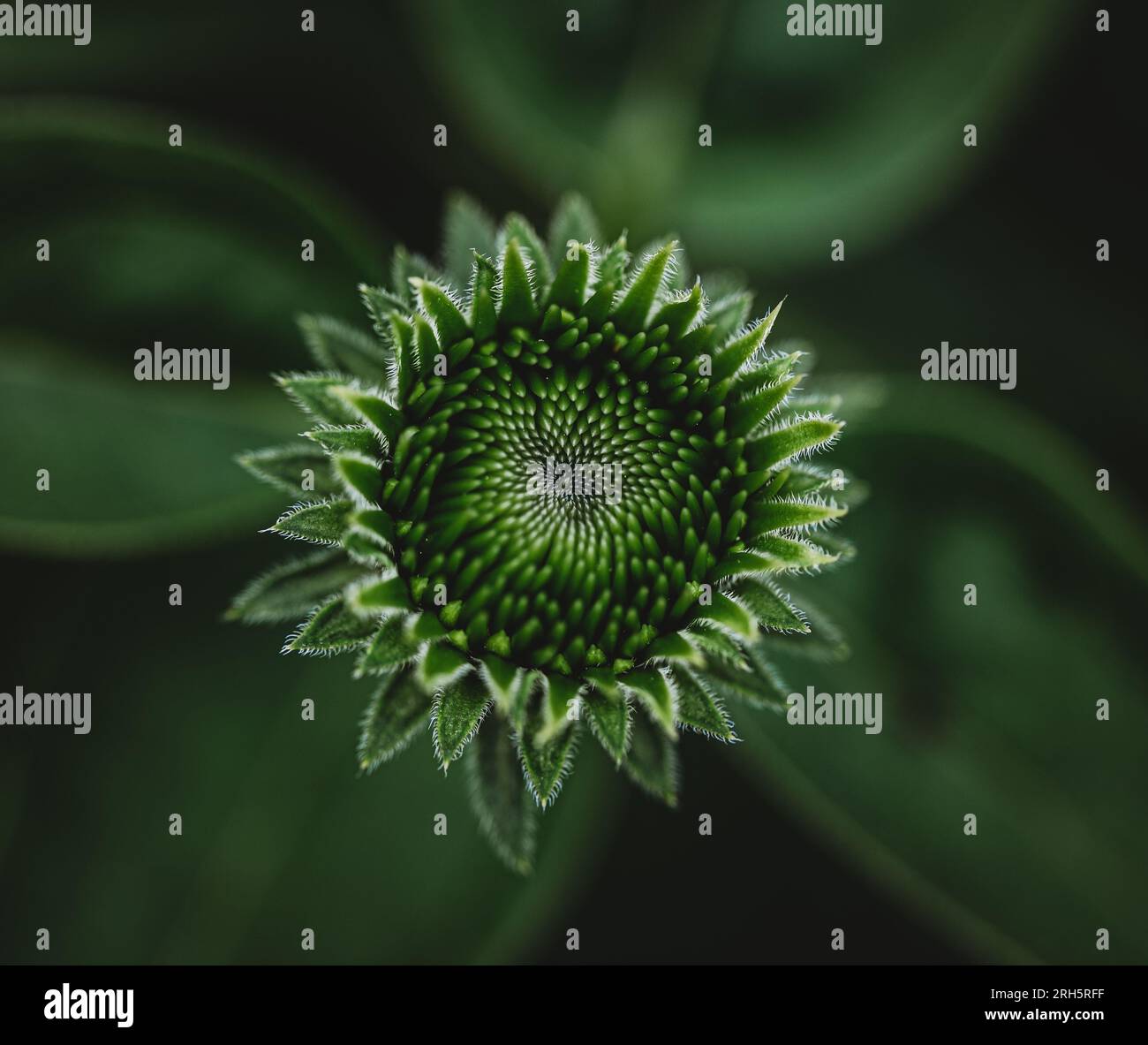 Gros plan de bourgeon vert de fleur d'échinacée poussant dans un jardin. Banque D'Images