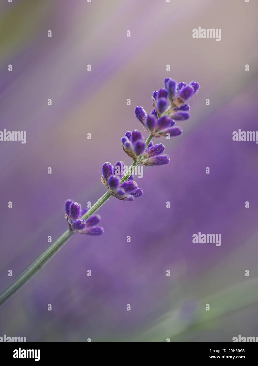 Gros plan de fleurs de lavande violette fleurissant en été. Banque D'Images