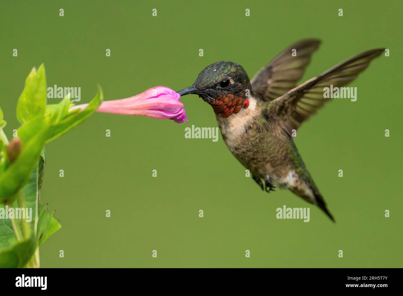 Un colibri à gorge rubis (mâle) rassemblant le Nectar Banque D'Images