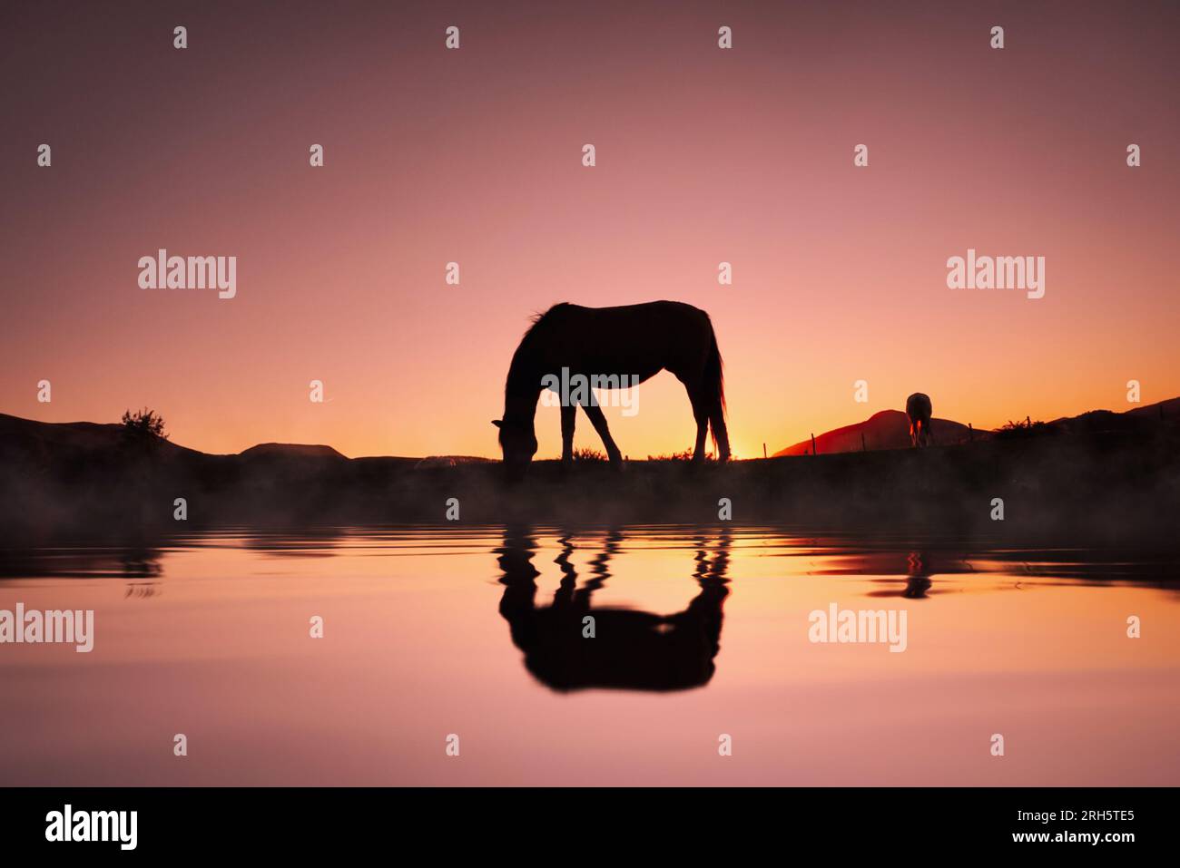 silhouette de cheval reflétée dans l'eau et beau fond de coucher de soleil Banque D'Images