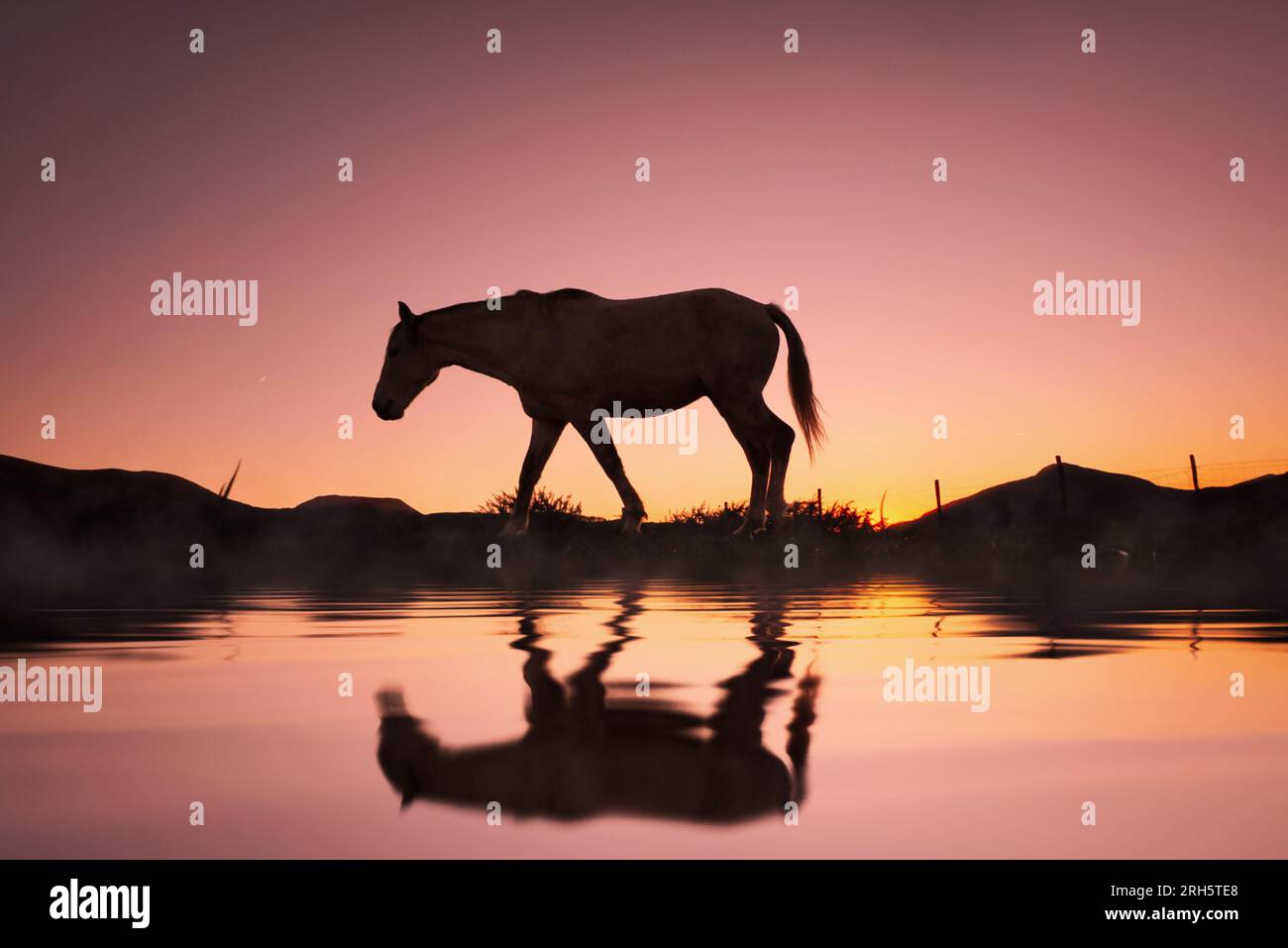 silhouette de cheval reflétée dans l'eau et beau fond de coucher de soleil Banque D'Images