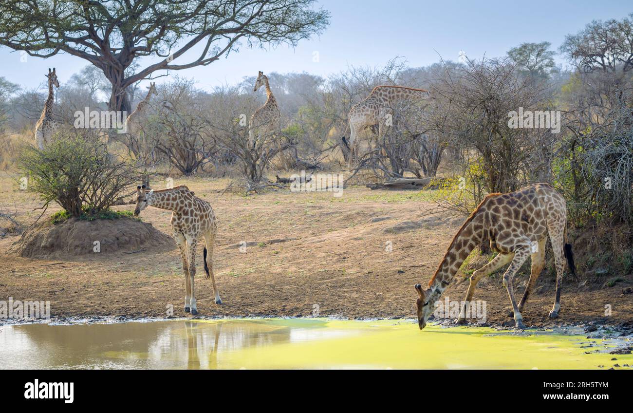 Groupe de girafe (Giraffa camelopardalis) se nourrissant et buvant autour d'un point d'eau, parc national Kruger, Afrique du Sud. Banque D'Images