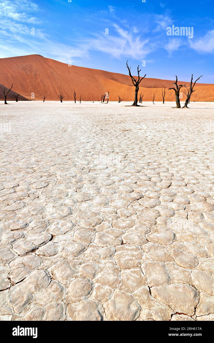 Namibie. Moule en argile Deadvlei. Parc national de Namib Naukluft. Une épine de chameau morte séchée (Vachellia erioloba) Banque D'Images