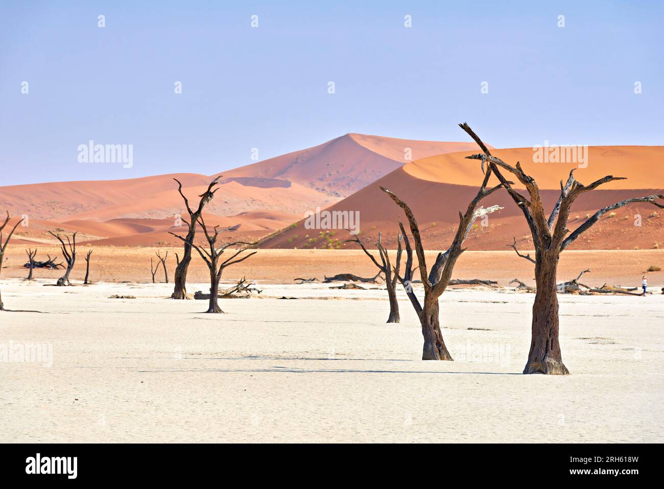 Vlei mort. Namibie. Un squelette d'arbre antique solitaire s'élève de la terre desséchée et fissurée de Deadvlei contre les dunes de sable sous un ciel clair Banque D'Images