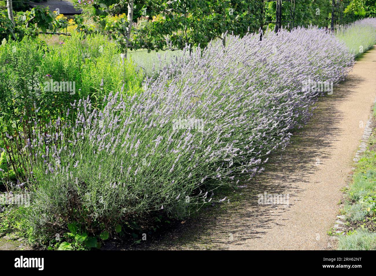 Bank of Lavender, Physic Garden, Cowbridge, Vale of Glamorgan, Galles du Sud, ROYAUME-UNI. Banque D'Images