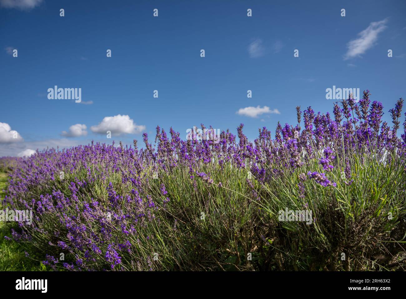 Plantes de lavande dans un champ. Fleurs violettes avec ciel bleu. Orientation paysage. Banque D'Images