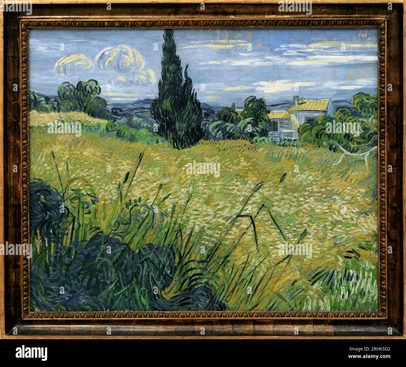 Vincent Van Gogh (1853-1890) Peintre post-impressionniste néerlandais. Maïs vert, 1889. Galerie nationale, Prague, République tchèque. Banque D'Images