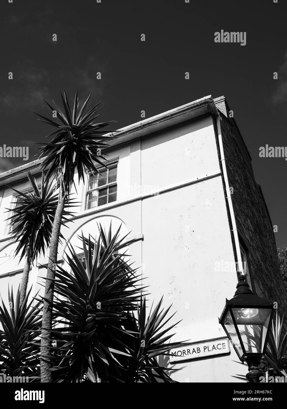 Noir et blanc, palmiers poussant à Morrab place, Cornouailles, Angleterre, Royaume-Uni, GB. Banque D'Images
