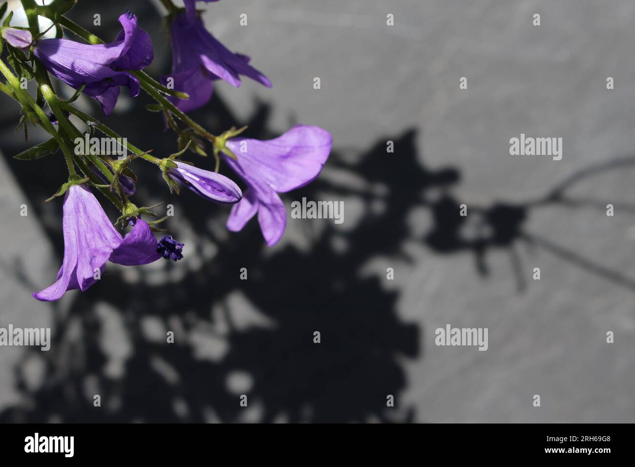 Gros plan, vue de haut en bas d'un bouquet de groseilles Campanula 'intense Purple' à la lumière naturelle projetant une ombre abrupte sur le sol gris ci-dessous Banque D'Images