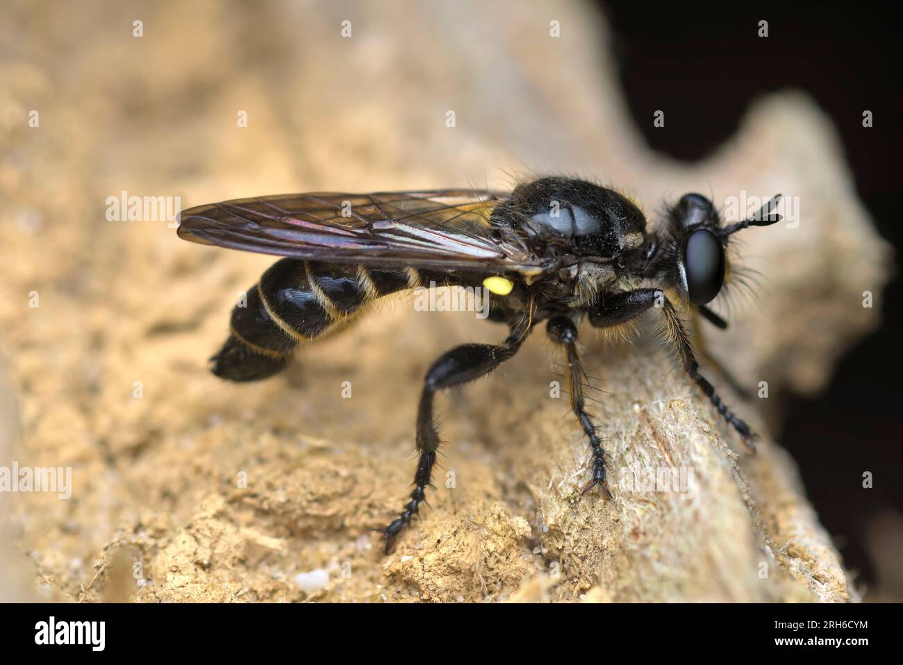 Single Robber Fly (choerades cf marginata) sur un sous-sol en bois, vue latérale, macrophotographie, insectes, biodiversité, nature Banque D'Images