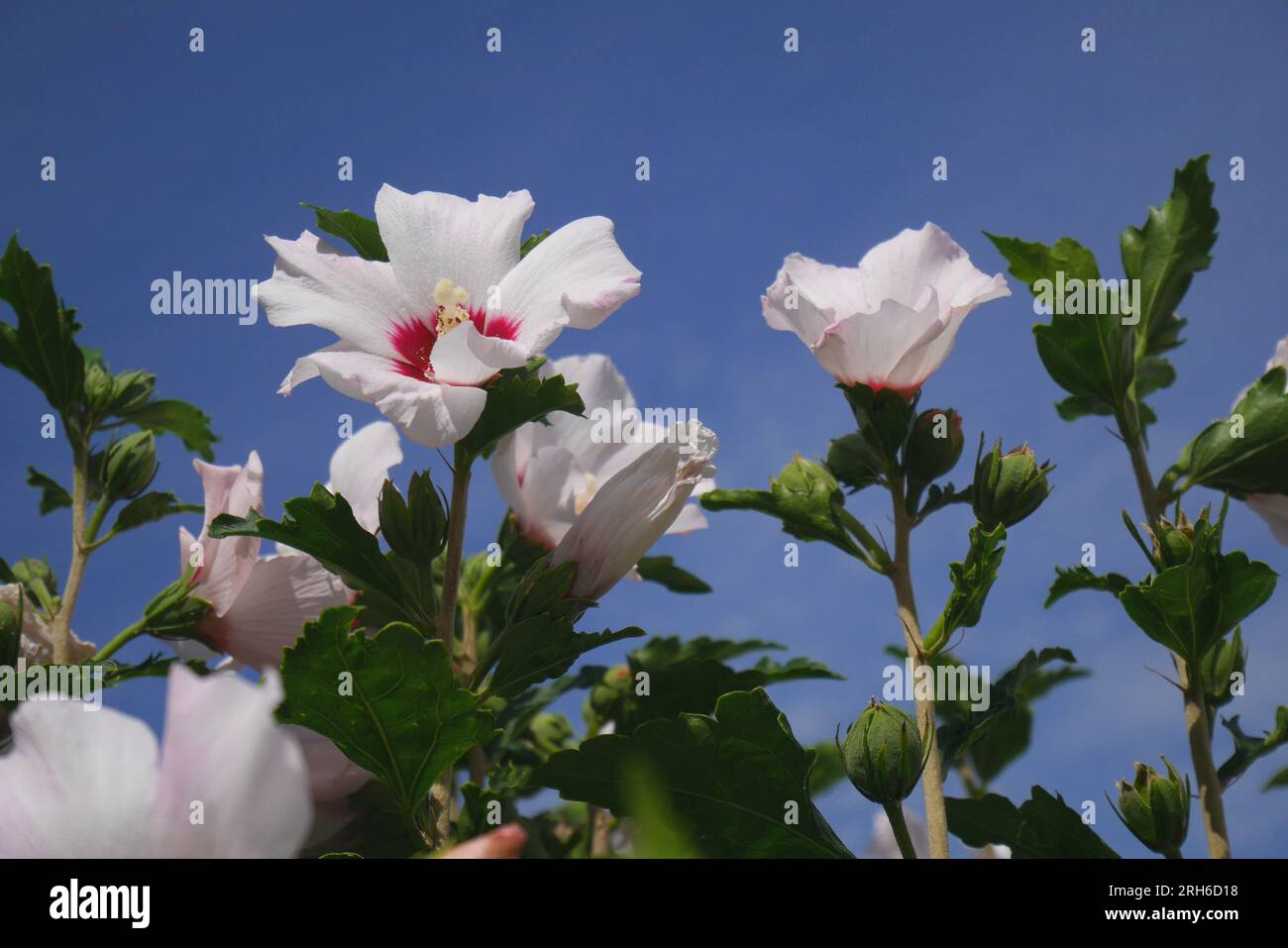 Fleurs d'hibiscus syriacus blanc dur contre un ciel bleu dans un jardin, Szigethalom, Hongrie Banque D'Images