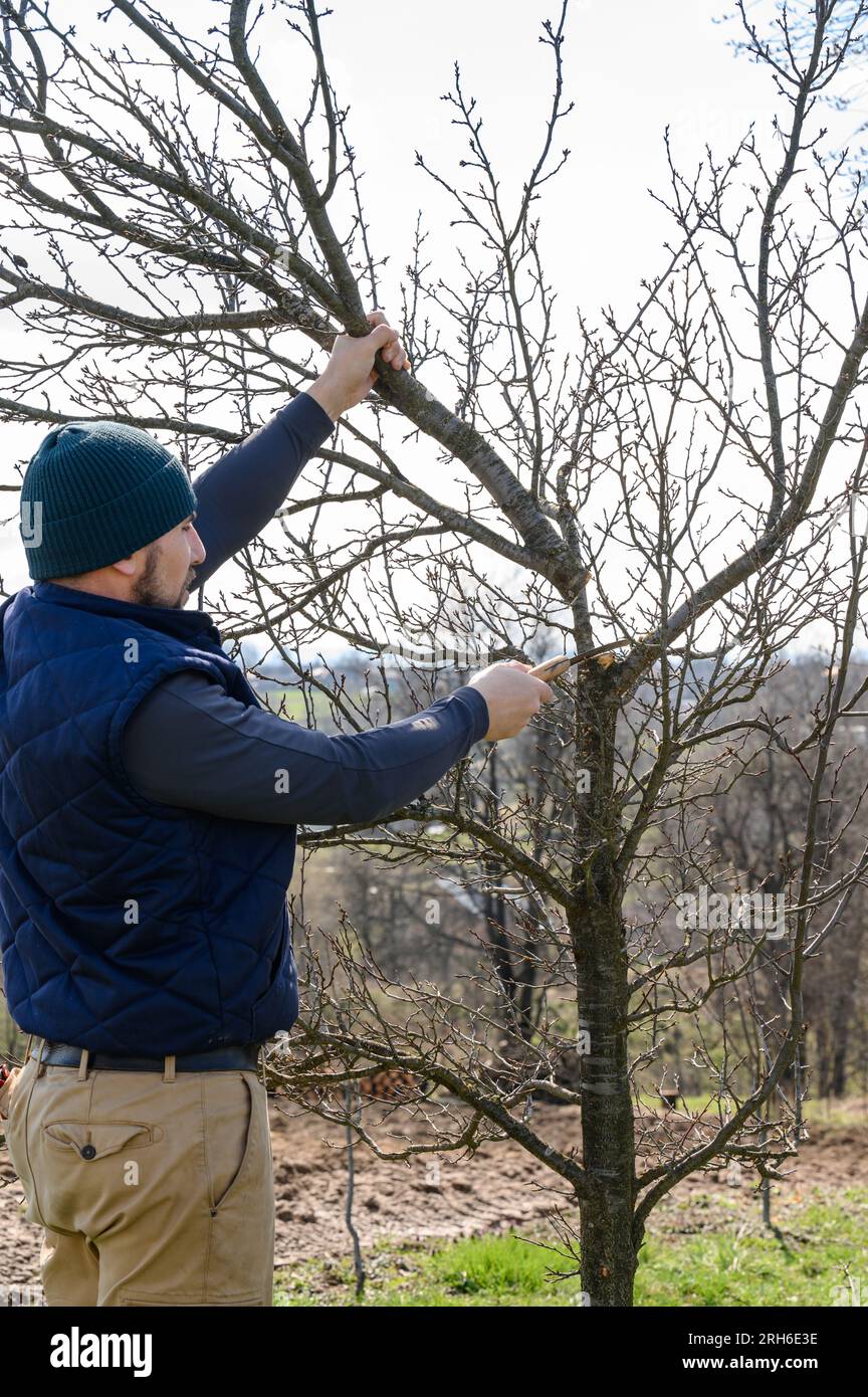 un jardinier coupe des branches sur un prunier à l'aide d'une scie à main, des travaux d'aménagement dans le jardin, un prunier négligé. Banque D'Images