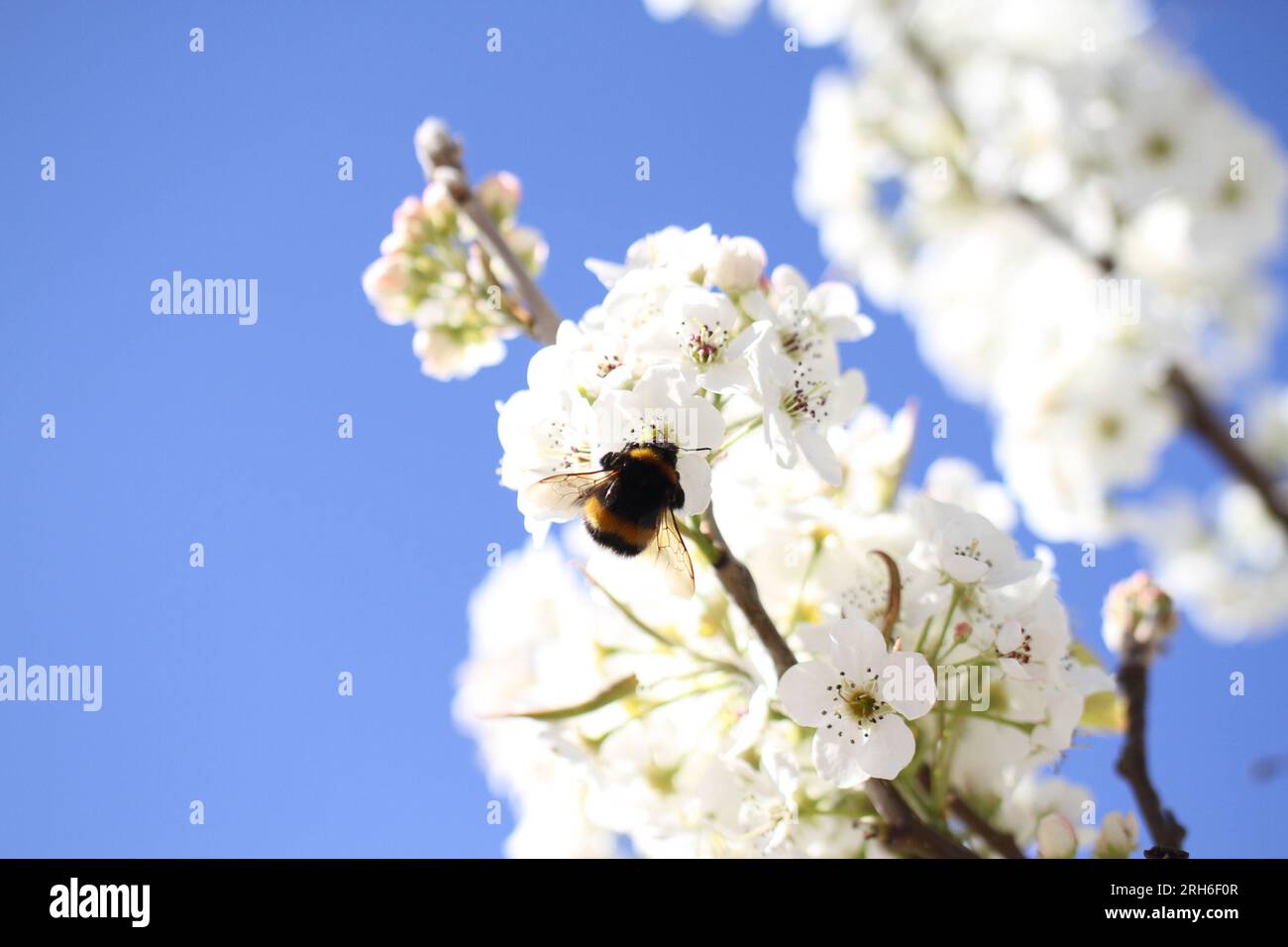 bourdon sur fleur blanche avec pollen Banque D'Images