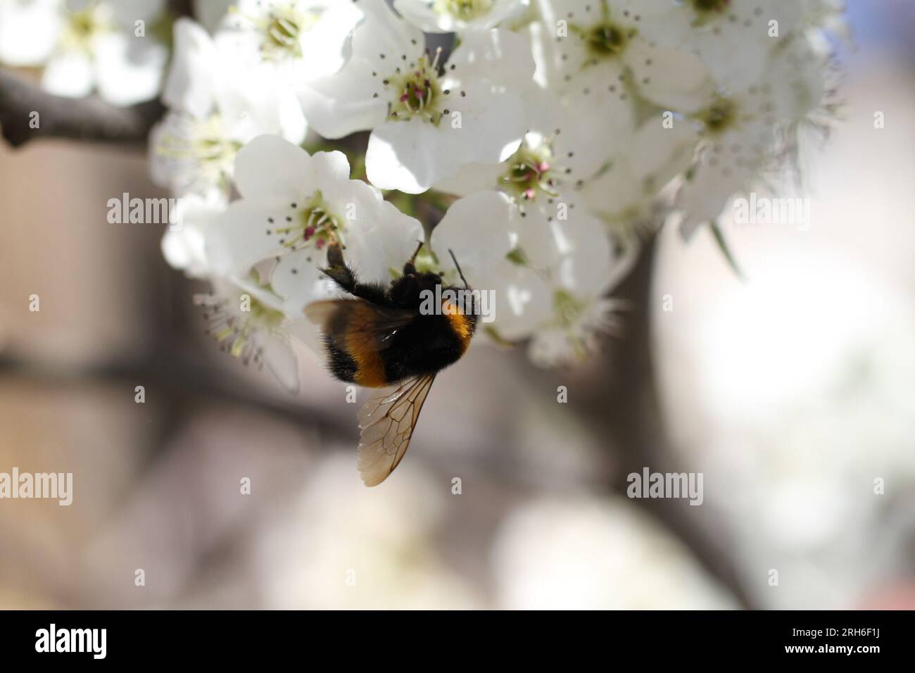 bourdon sur fleur blanche avec pollen Banque D'Images