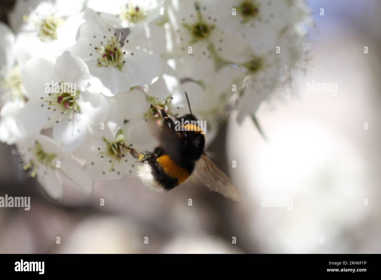 bourdon sur fleur blanche avec pollen Banque D'Images