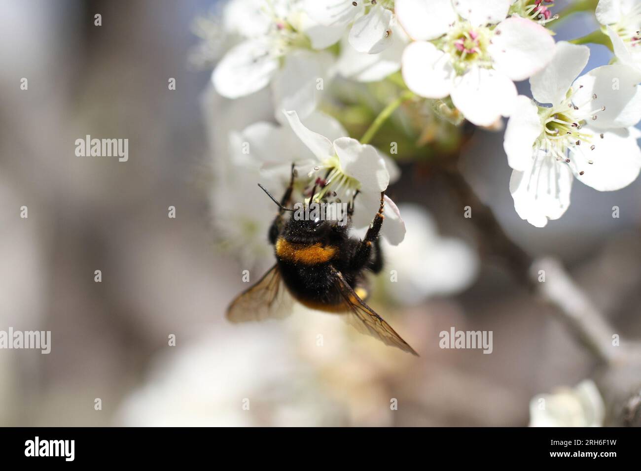 bourdon sur fleur blanche avec pollen Banque D'Images