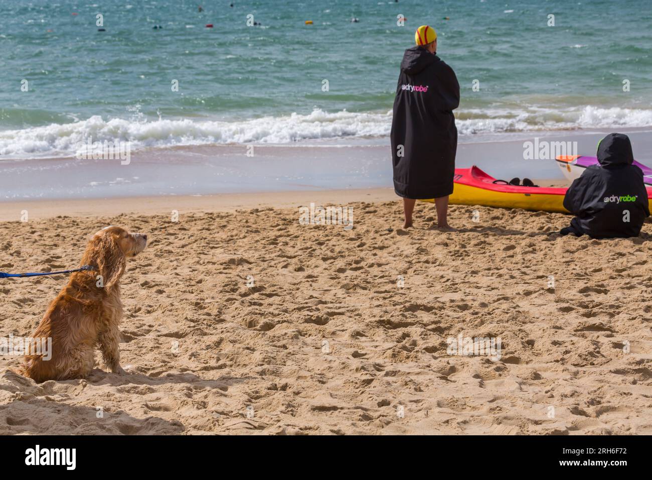 Chien regardant les femmes portant Dry Robe pour garder au chaud à Branksome Chine Beach, Poole, Dorset, Royaume-Uni en août Banque D'Images