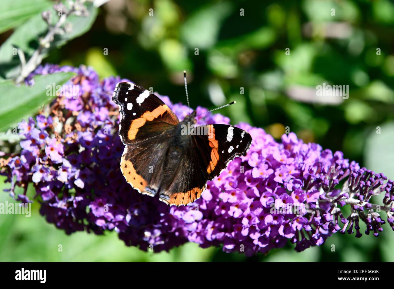 Papillon de l'amiral rouge (Vanessa atalanta) sur la fleur de Buddleia (Buddleja) Banque D'Images