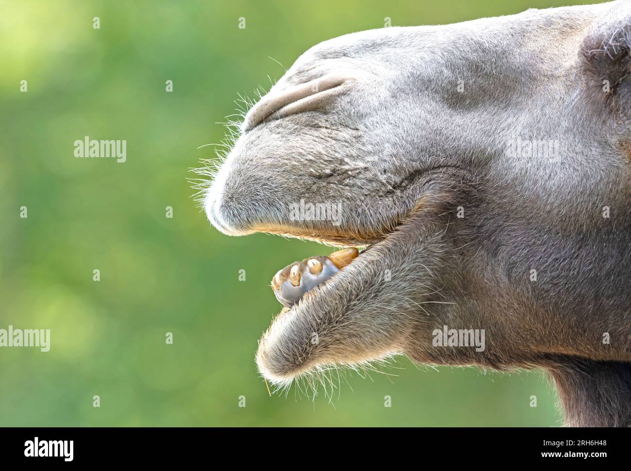 Gros plan d'un chameau adulte, fond vert Banque D'Images