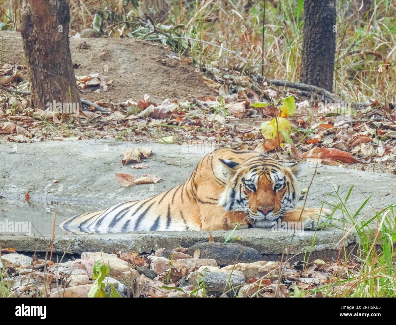 Tigre des bois de l'Inde Banque D'Images