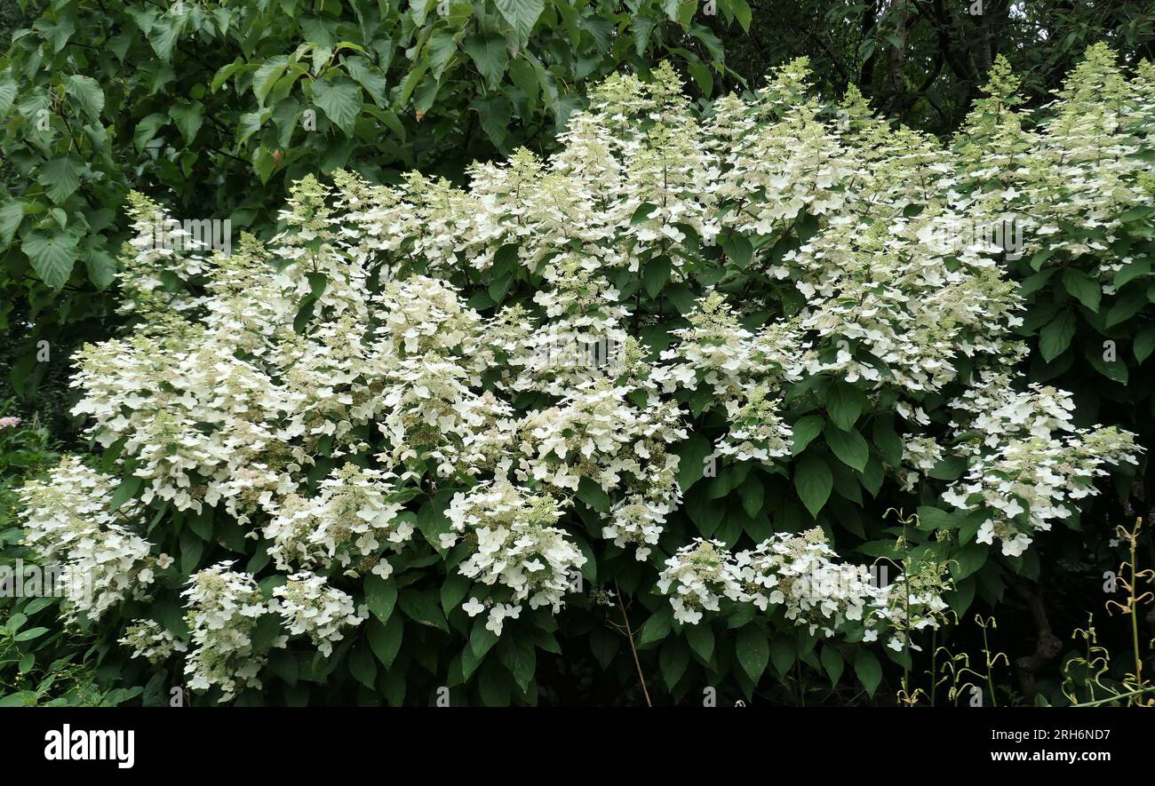 Gros plan des grandes têtes de fleurs coniques blanches de l'arbuste de jardin vivace à floraison estivale Hydrangea paniculata dernier post. Banque D'Images