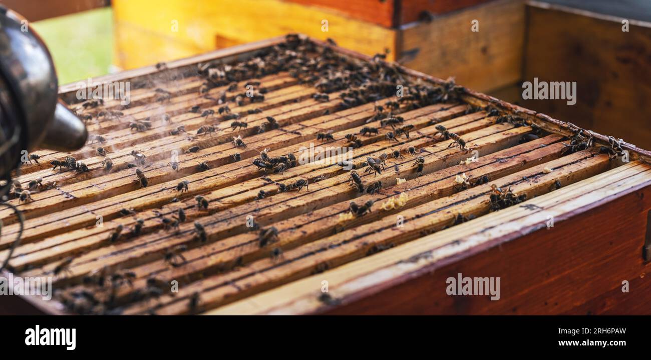 Apiarist utilisant le fumoir d'abeille sur la boîte de ruche à la ferme Banque D'Images