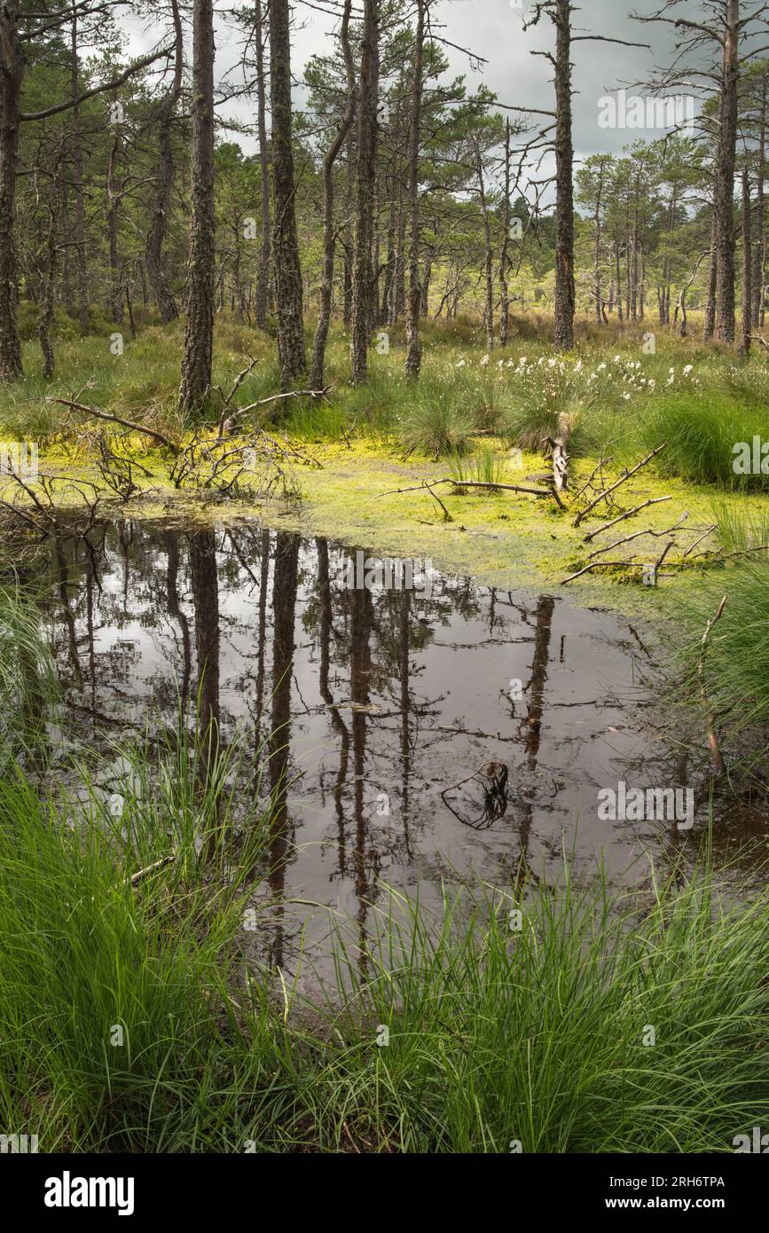 Anagach Wood près de Grantown sur Spey, Cairngorms, Écosse, Royaume-Uni Banque D'Images