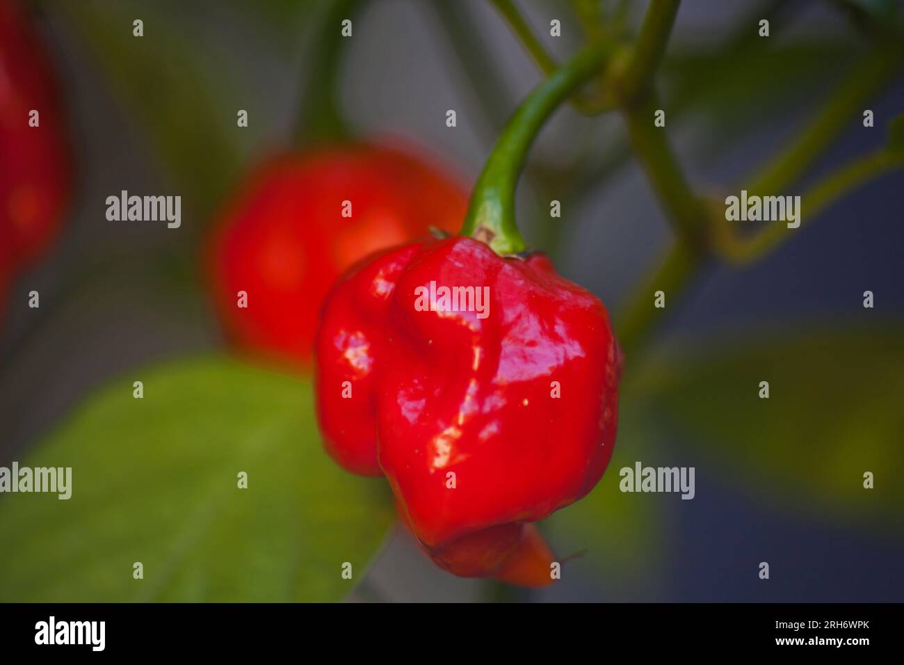 Chili frais de la faucheuse de Caroline Capsicum chinense 15384 Banque D'Images