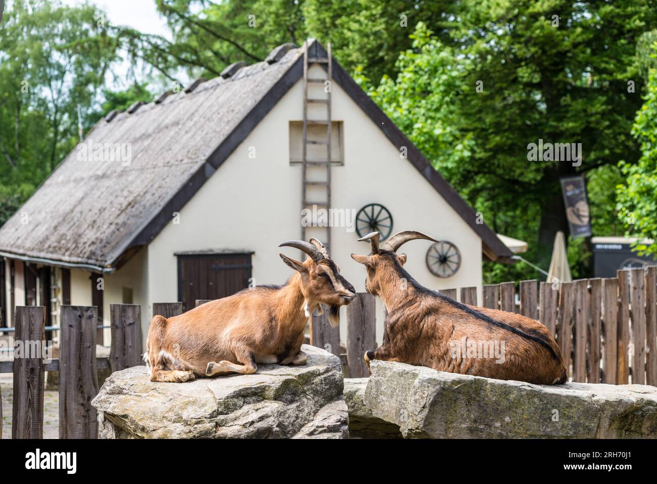 Bochum, Allemagne - 10 mai 2022 : paire de chèvres couchées sur des rochers au zoo de Bochum en Rhénanie du Nord-Westphalie, Allemagne. Banque D'Images