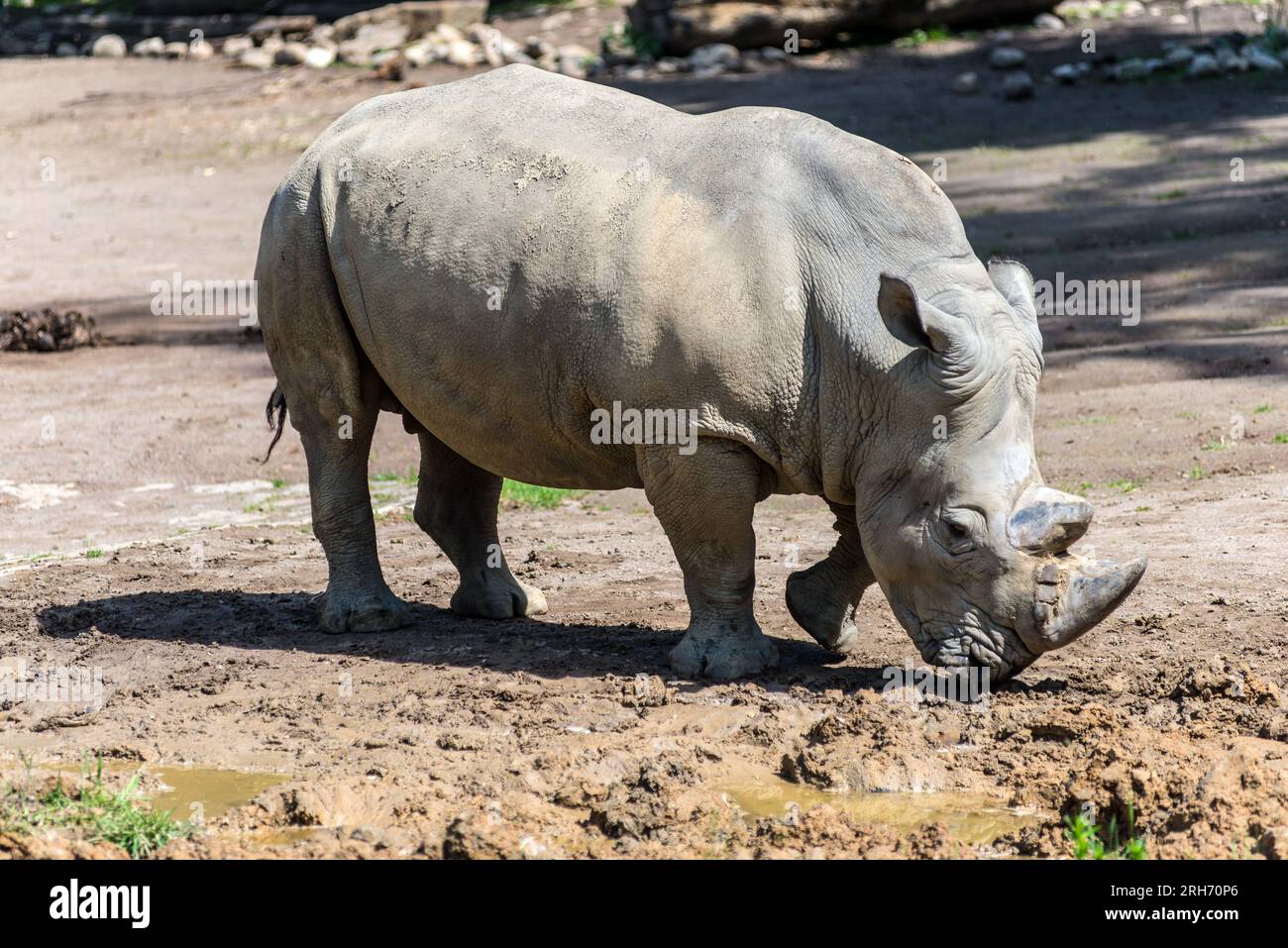 Rhinocéros blanc du sud (Ceratotherium simum) dans le zoo de Dortmund, Rhénanie du Nord-Westphalie, Allemagne. Mise au point sélective. Banque D'Images