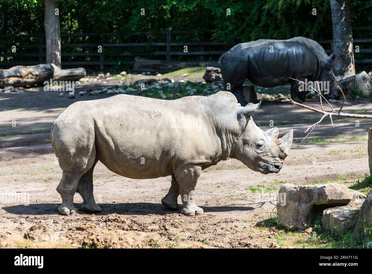 Rhinocéros blanc du sud (Ceratotherium simum) dans le zoo de Dortmund, Rhénanie du Nord-Westphalie, Allemagne. Mise au point sélective. Banque D'Images