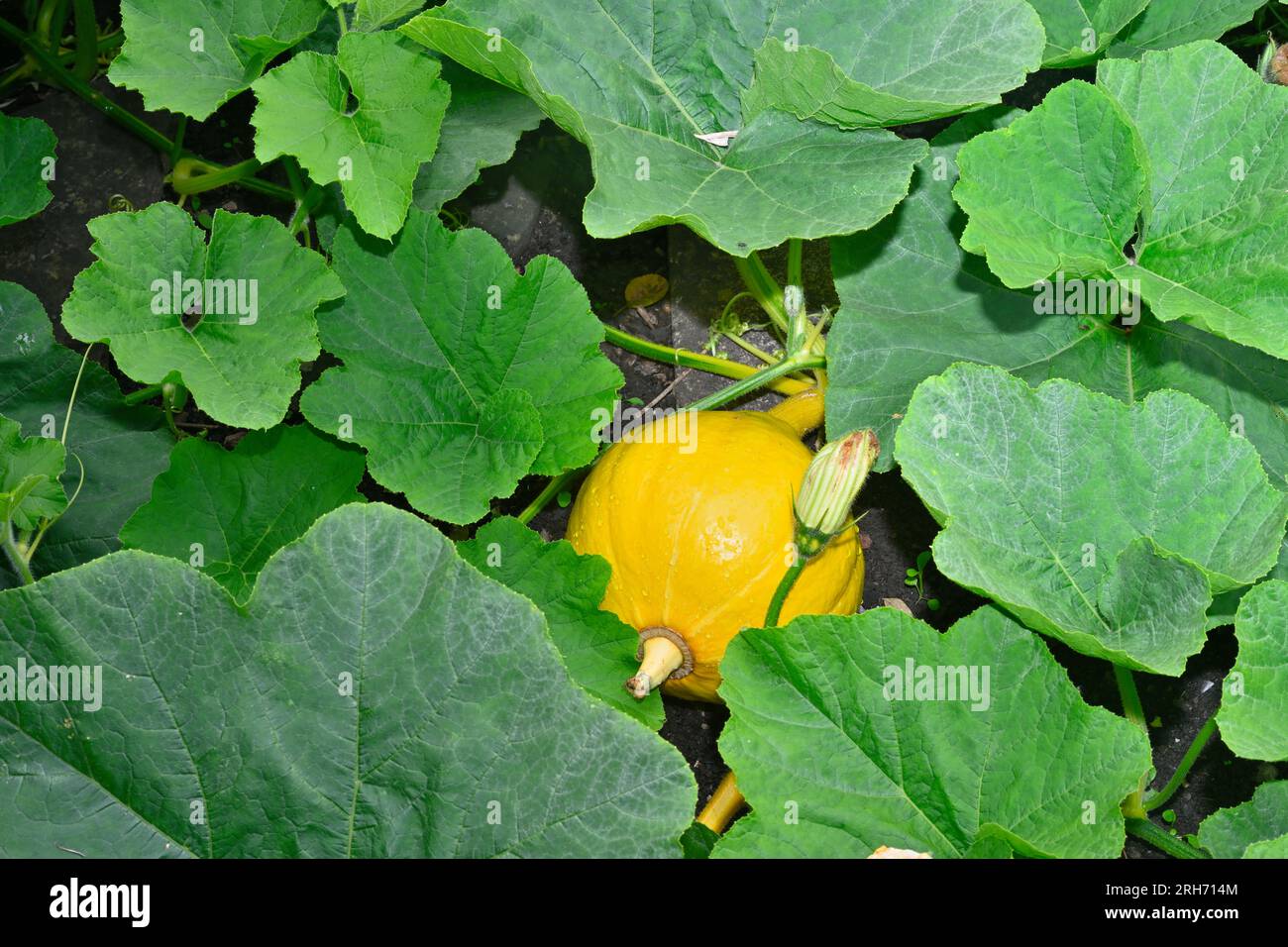 Courge, Uchiki Kuri, poussant en partie cachée dans le jardin par les grandes feuilles de sa vigne Banque D'Images