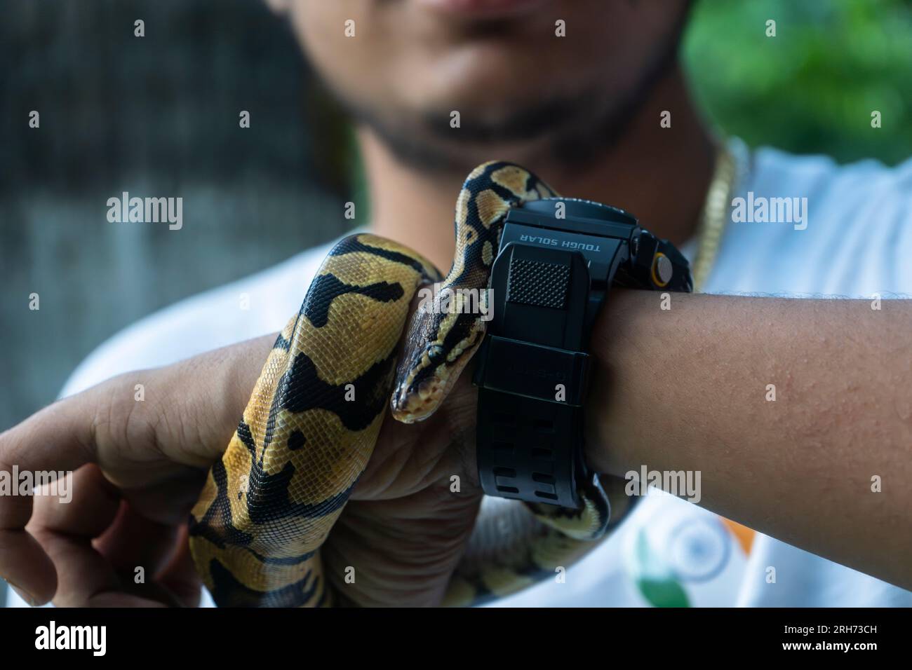 Un garçon nommé Ritesh Sarma montre son serpent de compagnie un python ball dans une exposition, le 14 août 2023 à Guwahati, Assam, Inde. Les pythons sphériques sont un type populaire de serpent de compagnie connu pour leur tempérament calme et leur taille relativement petite par rapport aux autres espèces de serpents. Ils sont originaires de l'Afrique de l'Ouest et du Centre et sont généralement gardés en captivité dans le monde entier. Crédit : David Talukdar/Alamy Live News Banque D'Images