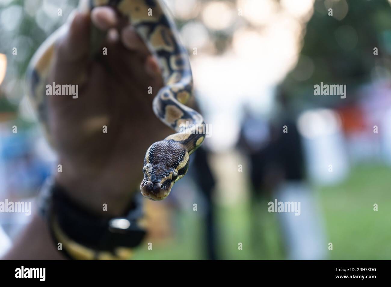 Un garçon nommé Ritesh Sarma montre son serpent de compagnie un python ball dans une exposition, le 14 août 2023 à Guwahati, Assam, Inde. Les pythons sphériques sont un type populaire de serpent de compagnie connu pour leur tempérament calme et leur taille relativement petite par rapport aux autres espèces de serpents. Ils sont originaires de l'Afrique de l'Ouest et du Centre et sont généralement gardés en captivité dans le monde entier. Crédit : David Talukdar/Alamy Live News Banque D'Images