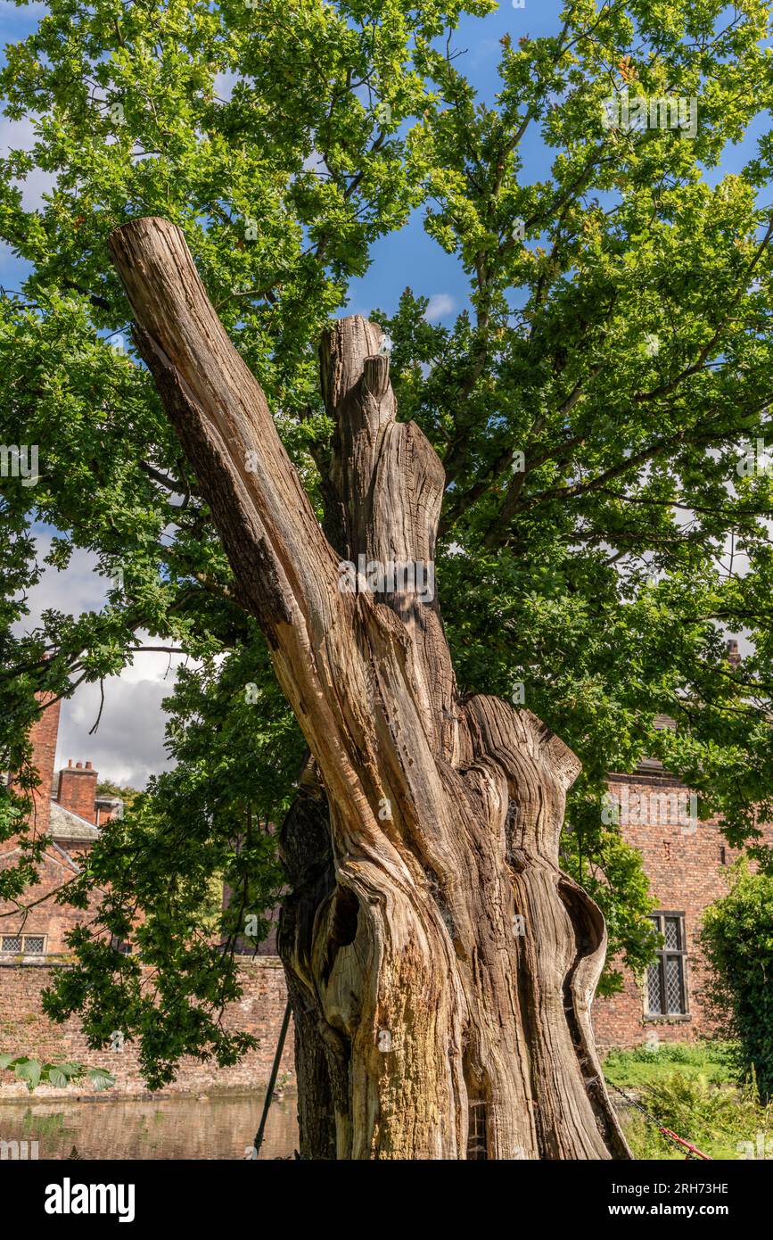 Ancien chêne à dunham massey Banque D'Images