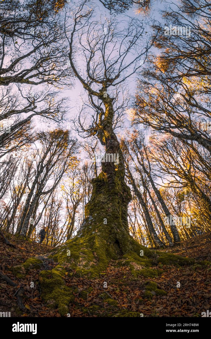 Parc national de Foreste Casentinesi, Badia Prataglia, Toscane, Italie, Europe. Une personne marche dans le bois. Banque D'Images
